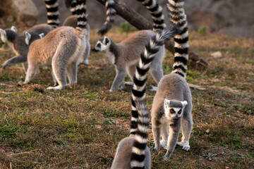 Group portrait of ring-tailed lemurs at the search of the food during the sunset with tails up