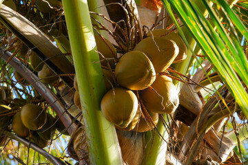 Kapolei, Hawaii / February 23, 2022 : Coconuts in a palm tree at the Paradise Cove Luau in Ko...