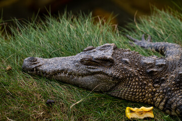 crocodile in the zoo laying on the grass next to the pond with hald eaten apple next to it. Wild nature captive