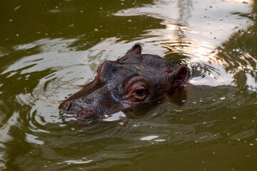 Hippo isolated lurking out of water