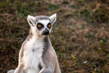 Ring Tailed Lemur Hilarious Facial Expression And Pose