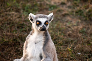 Naklejka na ściany i meble Close-up portrait of lemur catta (ring tailed lemur) sitting on the grass
