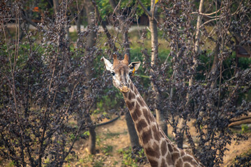 Front on view of a giraffe against green foliage background.