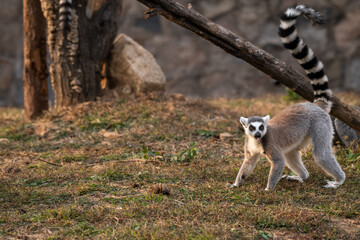 A Ring tailed Lemur waiting for food to be thrown