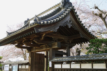 桜が満開の浄光寺の山門／日本埼玉県東松山市