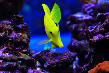 Fototapeta na wymiar Yellow tang fish - Zebrasoma Flavescens