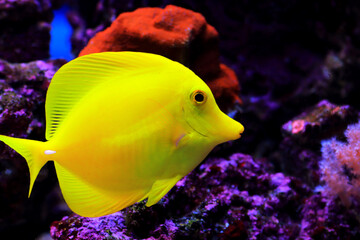 Yellow tang fish - Zebrasoma Flavescens