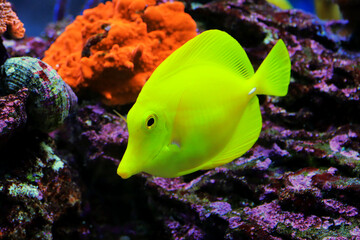 Yellow tang fish - Zebrasoma Flavescens