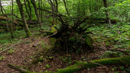 An old fallen tree covered with moss lies in a forest surrounded by shrubs. Sochi, Russia.