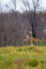 Naklejka na ściany i meble White-tailed deer buck (odocoileus virginianus) in a field walking away