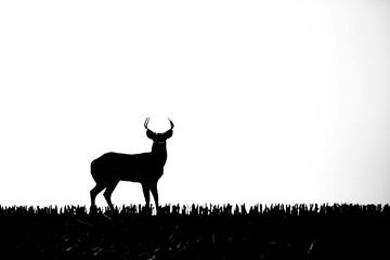 White-tailed deer buck (odocoileus virginianus) silhouette in a Wisconsin cornfield