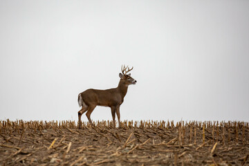 White-tailed deer buck (odocoileus virginianus) standing in a Wisconsin cornfield and breathing...