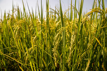 Fototapeta premium beautiful of green rice with blue sky for wallpaper and background.