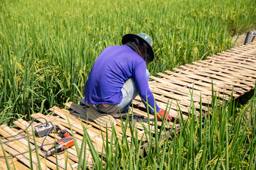 Naklejka na ściany i meble A man worker are repairing bridges made of bamboo in green fields.