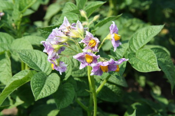 purple and white flowers