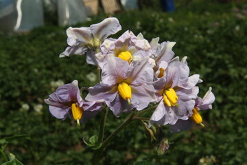 Obraz premium flowers in the garden