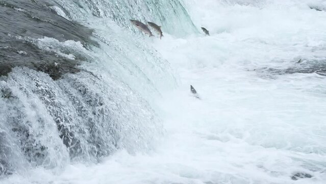 Sockeye Salmon fish jumping Brooks Falls in Alaska - Slow Motion