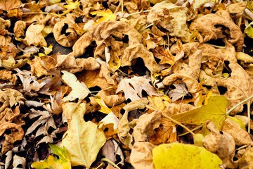 Brightly colored fallen leaves lying on the ground  in a colorful mat of yellow, brown, green, red and orange tones