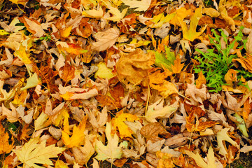 Brightly colored fallen leaves lying on the ground  in a colorful mat of yellow, brown, green, red and orange tones