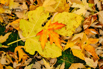 Brightly colored fallen leaves lying on the ground  in a colorful mat of yellow, brown, green, red and orange tones