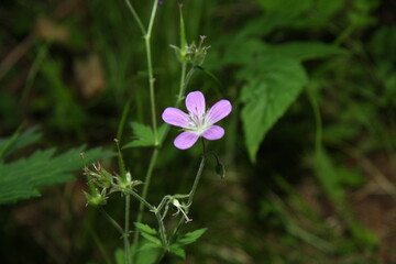 flowers in the garden