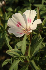 pink rose flower