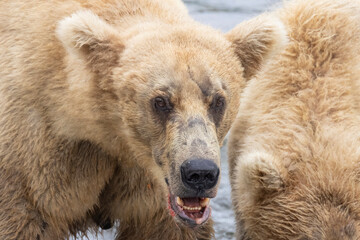 Wild coastal brown bear catching fish in the river by Brooks Falls in Katmai National Park (Alaska). 