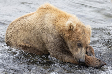 Fototapeta premium Wild coastal brown bear catching fish in the river by Brooks Falls in Katmai National Park (Alaska). 