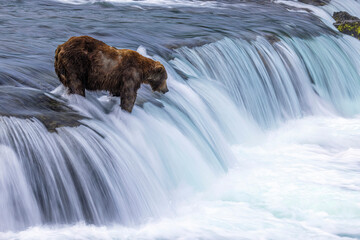 Wild coastal brown bear catching fish in the river by Brooks Falls in Katmai National Park...