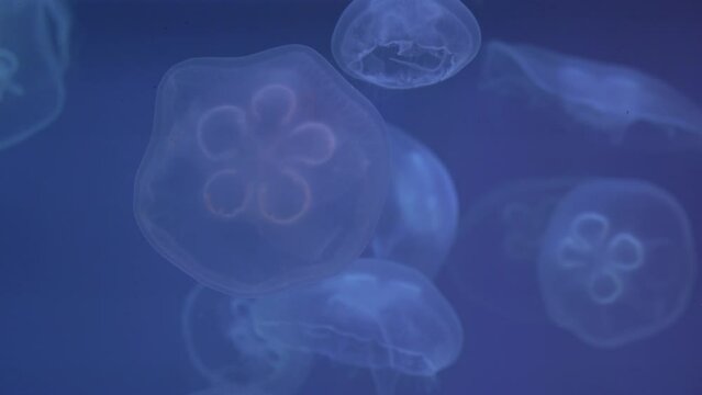 Transparent round jellyfish in aquarium of oceanarium move change color from multi-colored illumination dance movement. Underwater world flock aurelia. Beauty of underwater world marine animals