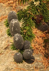 Subalpine Fir (Abies lasiocarpa) cones in Wind River Range, Wyoming