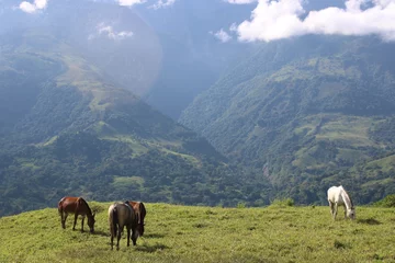 Fotobehang Toilet horses in the mountain