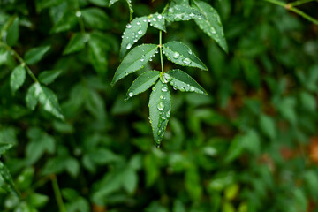 雨・しずく・水滴・葉