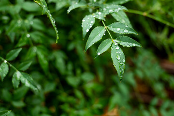 雨・葉・しずく・水滴