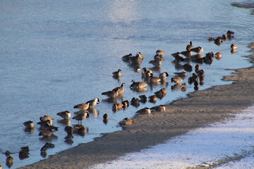 geese on the beach