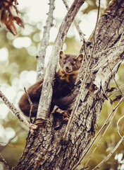 Pine Martin