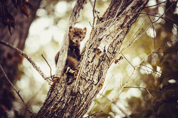 Pine Martin