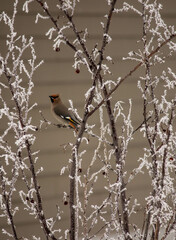 Bird in the frost