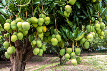 Mango Fruits are Ripening on mango tree orchard in Brazil pomar de árvores