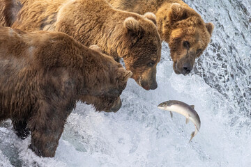 Wild coastal brown bear catching fish in the river by Brooks Falls in Katmai National Park...