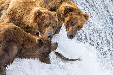 Wild coastal brown bear catching fish in the river by Brooks Falls in Katmai National Park...