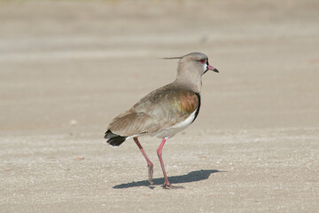 Southern lapwing walking on the earth 