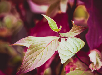 Pretty Leaves