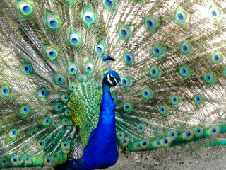 Fototapeta premium peacock with feathers