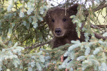 A wild brown bear cub in Katmai National Park (Alaska).