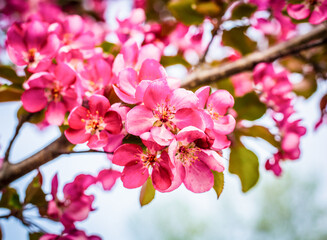 Obraz premium Pink Blossom