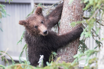 A wild brown bear cub in Katmai National Park (Alaska).