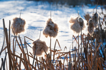 Obraz premium Cattail plants in seed backlit by setting sun