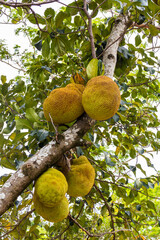 View of jackfruit fruit in an orchard of jackfruit (Artocarpus heterophyllus) trees on a site in Brazil