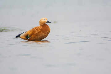 Ruddy Shelduck in the water